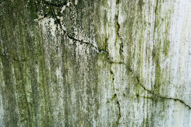 Moisissures sur un mur causées par un problème d'humidité